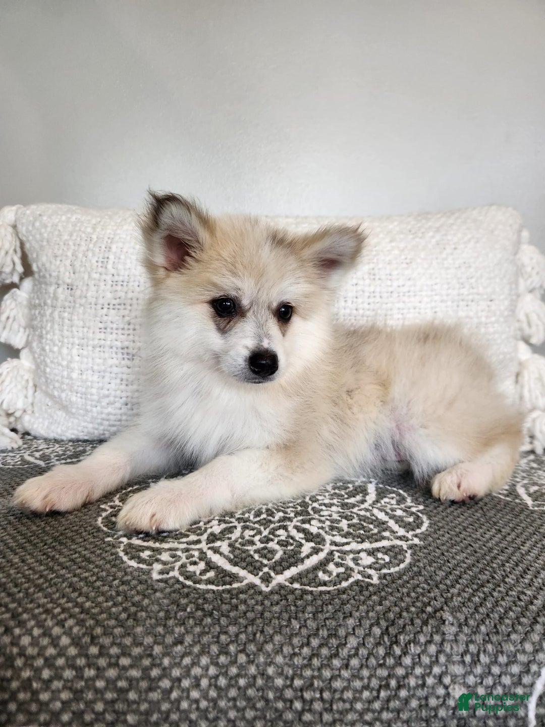 Pomsky dogs for sale: Blizzard - Image 3