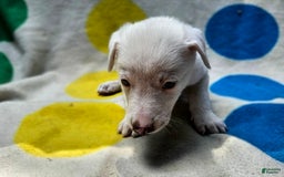 Border Collie dogs for sale: Charlie - Image 14