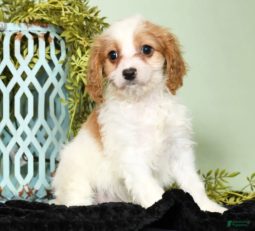 Cavapoo dogs for sale: Joey - Image 5