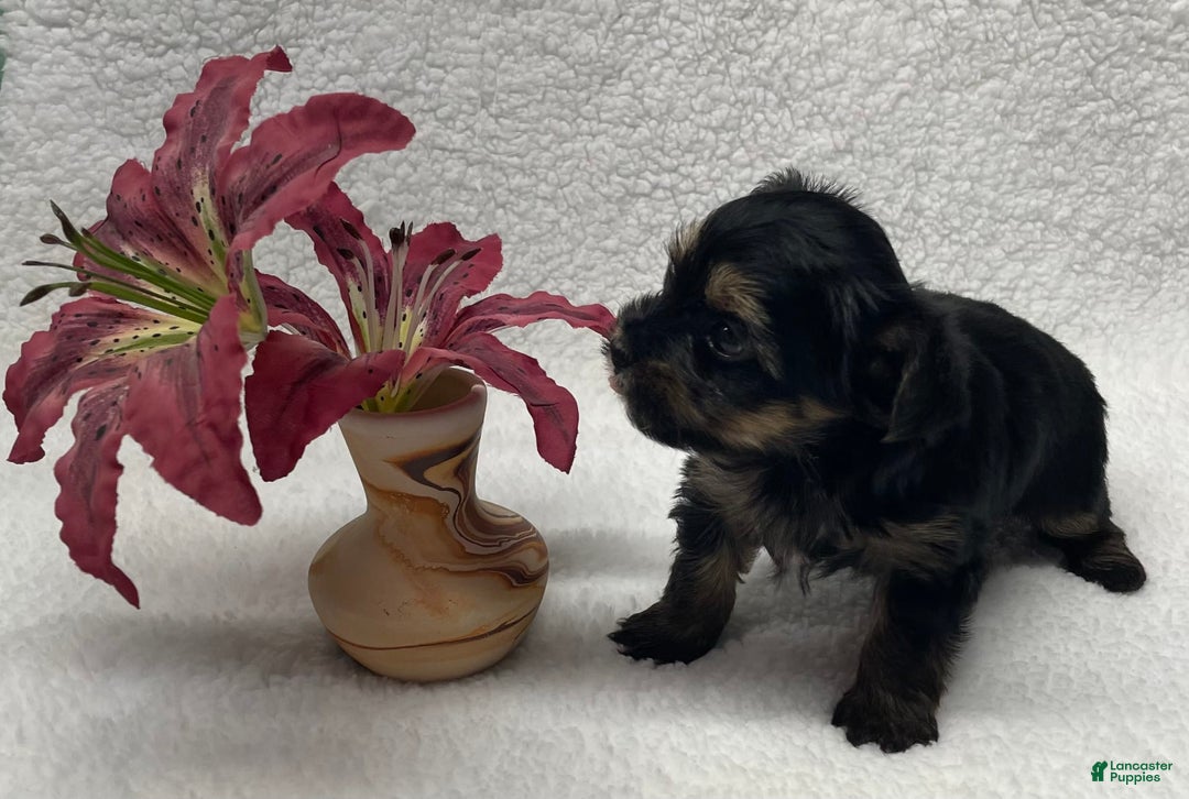 Yorkshire Terrier dogs for sale: Ruby - Image 2