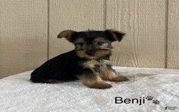Yorkshire Terrier dogs for sale: Benji - Image 8