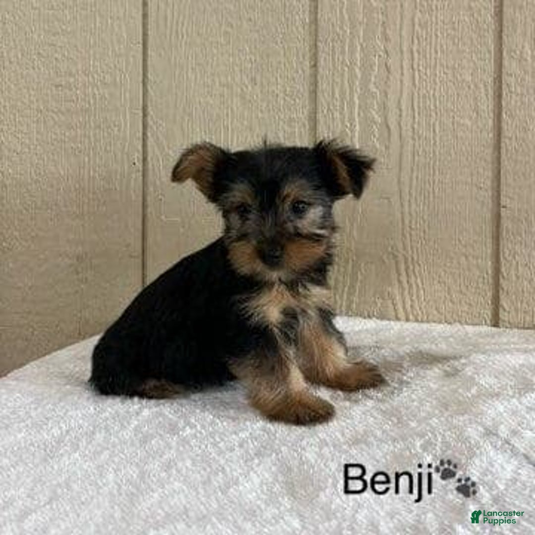 Yorkshire Terrier dogs for sale: Benji - Image 8