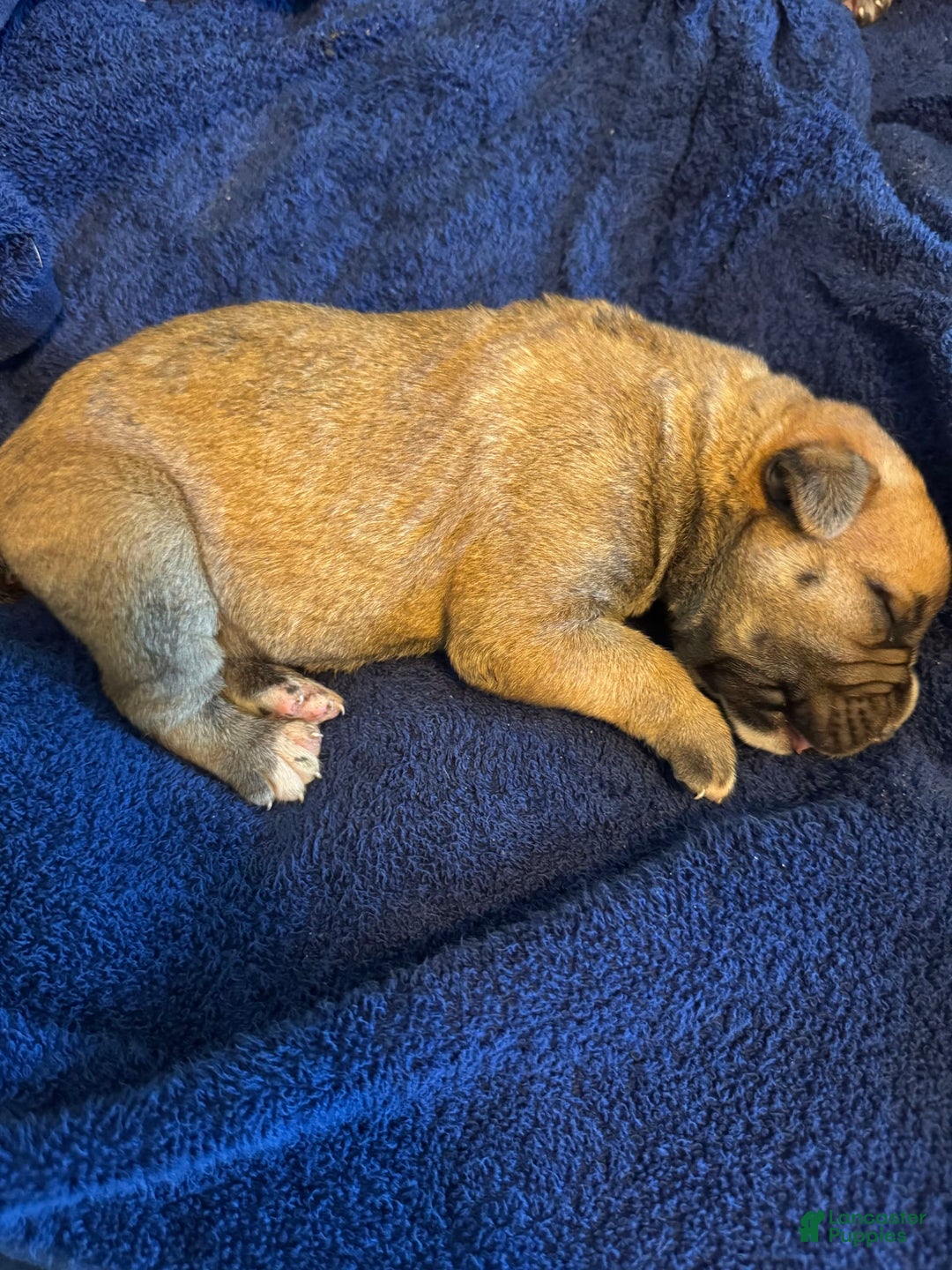 South African Boerboels dogs for sale: Rhino - Image 6