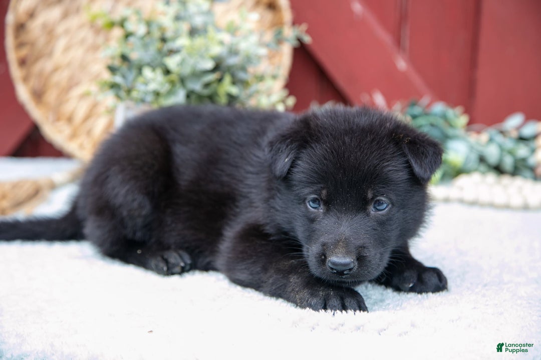 German Shepherd dogs for sale: Sushi - Image 1
