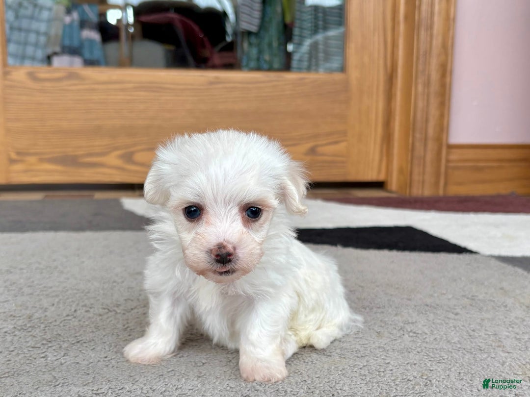 Coton De Tulear dogs for sale: TJ - Image 10