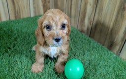 Cavapoo dogs for sale: Honeycomb Boy 4 - Image 9
