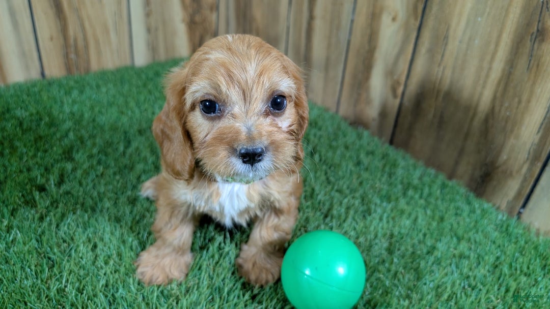 Cavapoo dogs for sale: Honeycomb Boy 4 - Image 9
