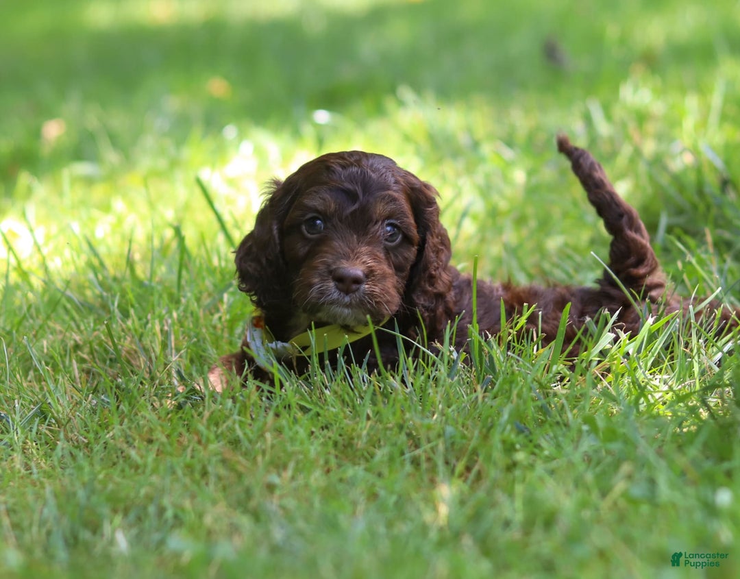 Cockapoo dogs for sale: Kane - Image 13