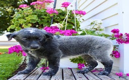 Australian Cattle Dog dogs for sale: Bingo - Image 2