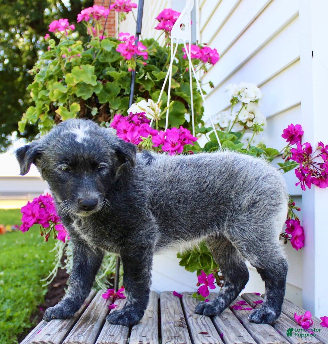 Australian Cattle Dog dogs for sale: Bingo - Image 2