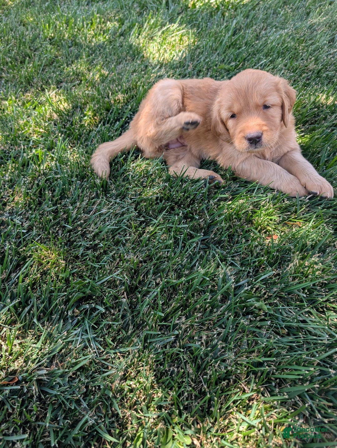 Golden Retriever dogs for sale: Red Collar - Image 3