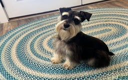 Miniature Schnauzer dogs for sale: Gypsy Male 1 - Image 11