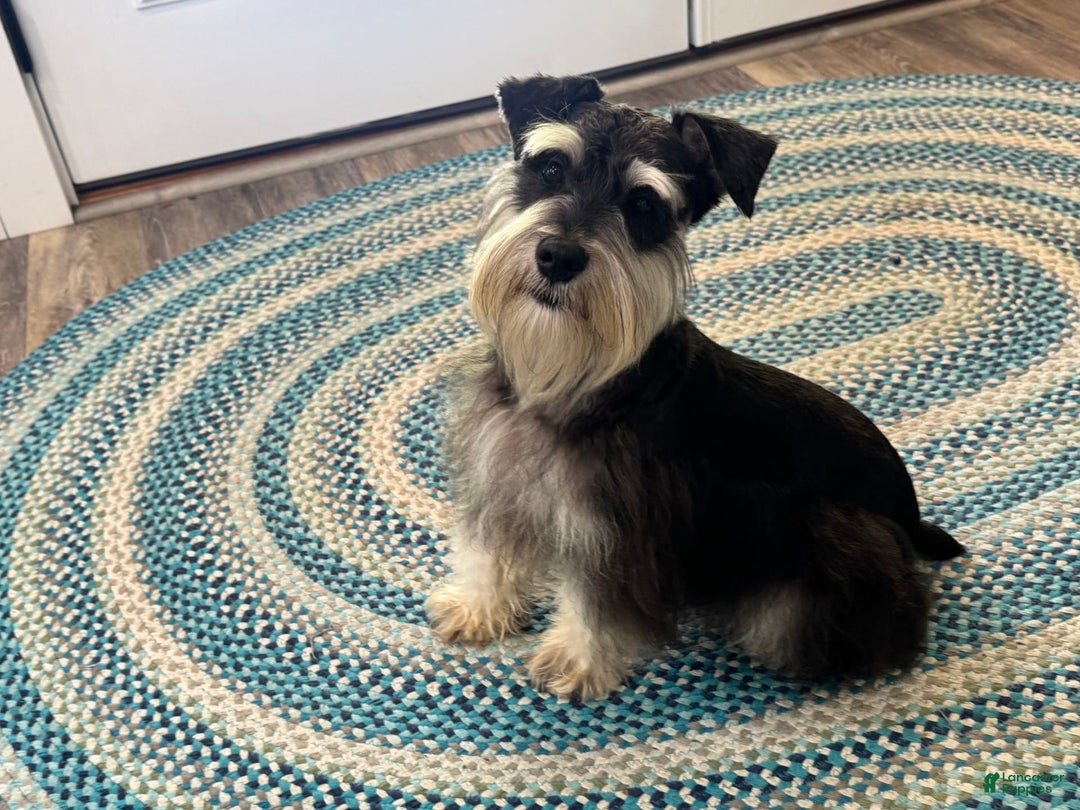 Miniature Schnauzer dogs for sale: Gypsy Male 1 - Image 11