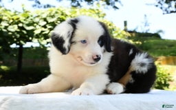 Australian Shepherd dogs for sale: Bingo - Image 8