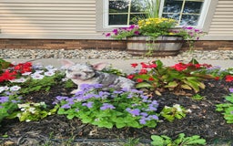 French Bulldog dogs for sale: Charlie - Image 11