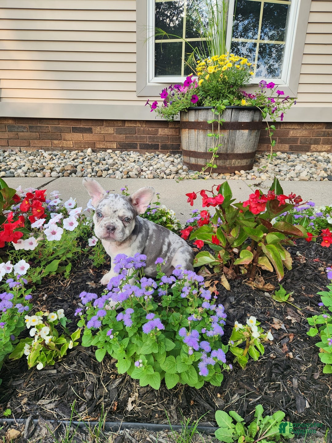 French Bulldog dogs for sale: Charlie - Image 11