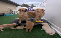 Golden Retriever dogs for sale: Hana - Image 4