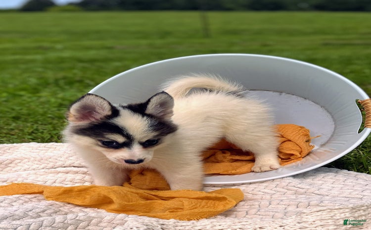 Pomsky dogs for sale - Ad 2