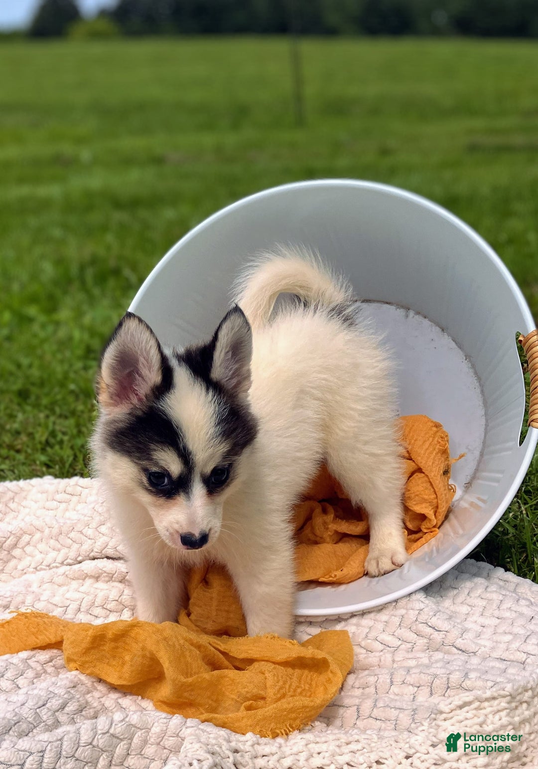 Pomsky dogs for sale: Sweet Girlie - Image 1