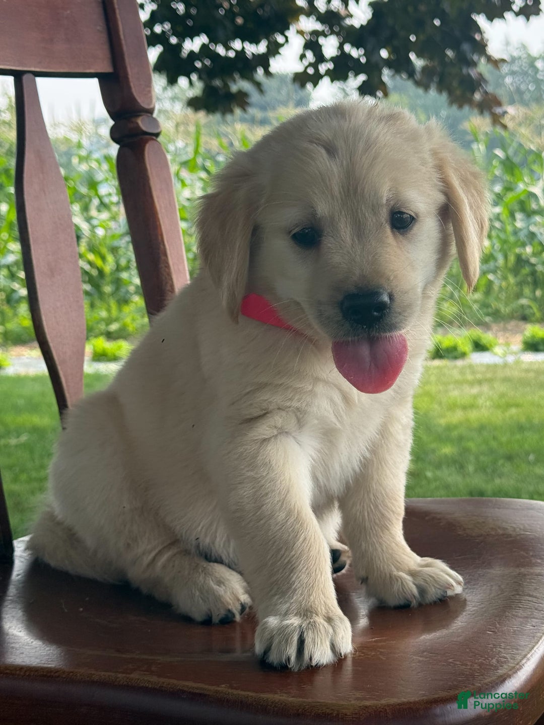 Golden Retriever dogs for sale: Joyful Jewel - Image 7
