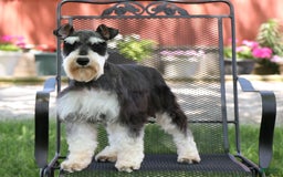 Miniature Schnauzer dogs for sale: Cameron - Image 5