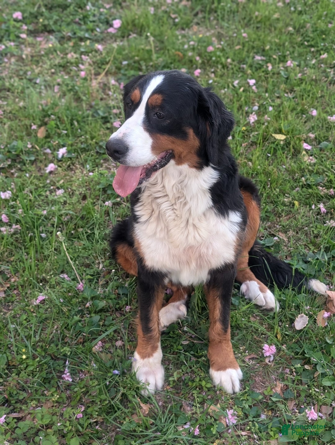 Bernese Mountain Dog dogs for sale: Charlie - Image 4