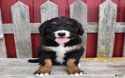 Bernedoodle dogs for sale: Candy - Image 1