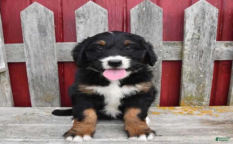 Bernedoodle dogs for sale - Ad 3
