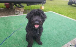 Labradoodle dogs for sale: Ruby - Image 14