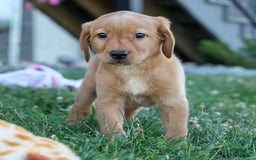 Labrador Retriever dogs for sale: Red Fox Geo - Image 6