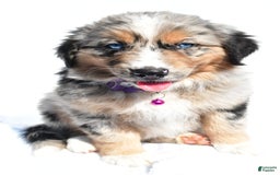 Miniature Australian Shepherd dogs for sale: Indie - Image 3