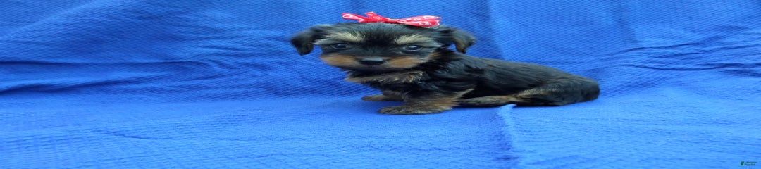 Zoomy