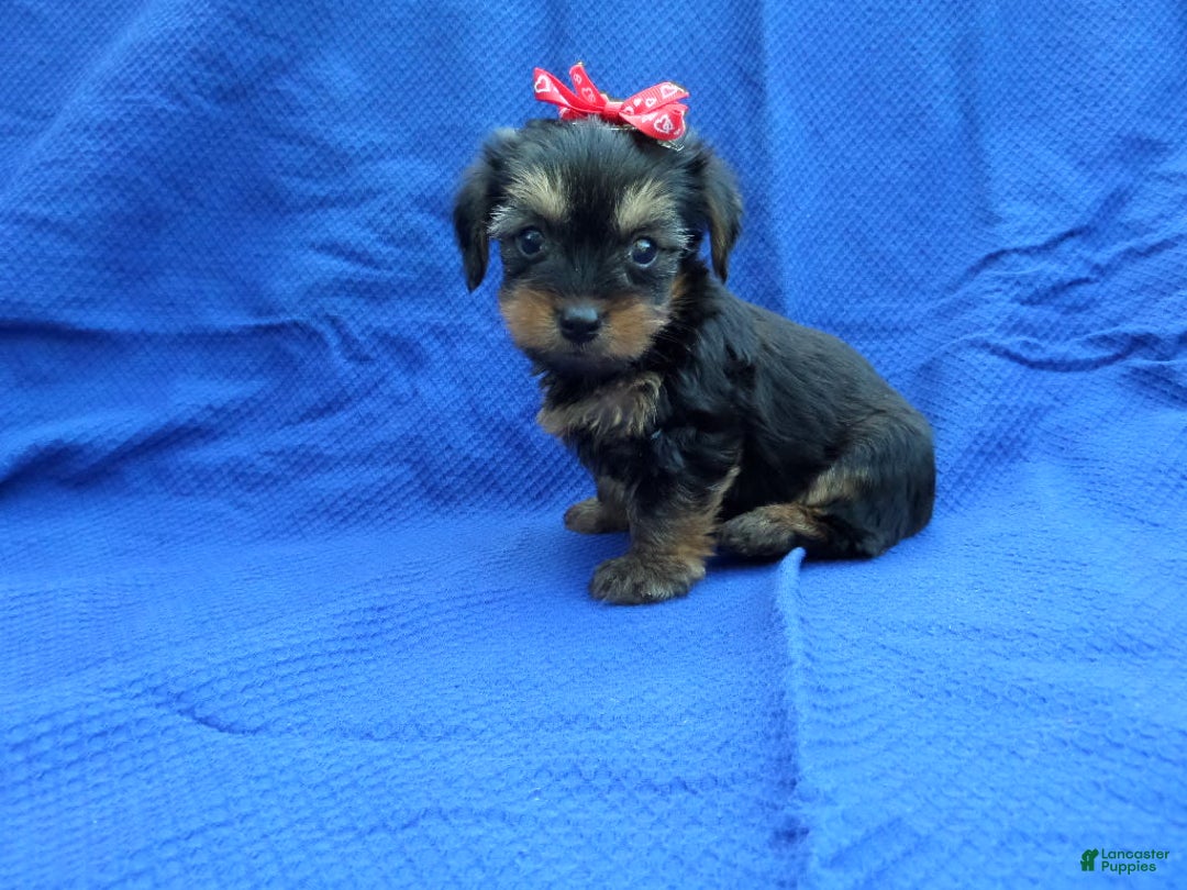 Yorkshire Terrier dogs for sale: Yorkshire Terrier 3 puppies - Image 3