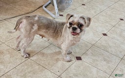 Malshi dogs for sale: Umberto - Image 6