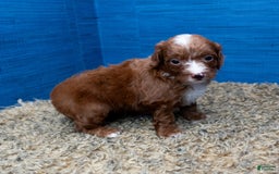 Cavapoo dogs for sale: Sean - Image 19