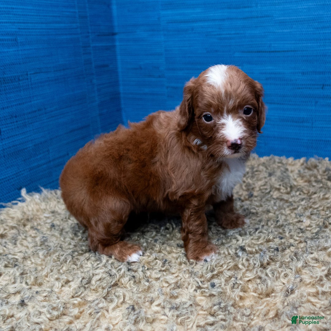 Cavapoo dogs for sale: Sean - Image 19