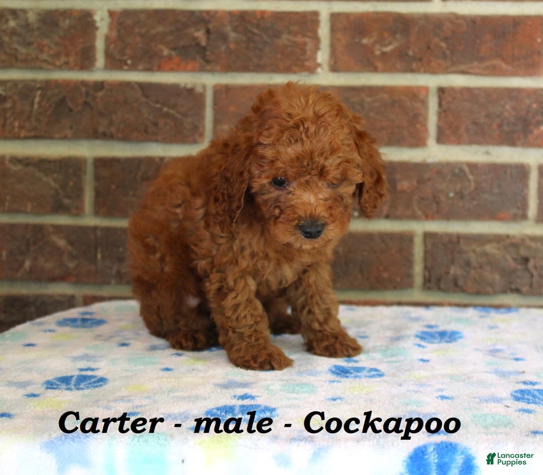 Cockapoo dogs for sale: Carter - Image 4