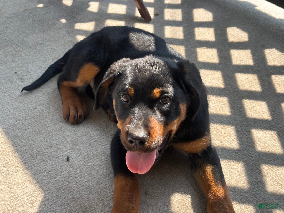 Rottweiler dogs for sale: Dahlia - Image 3