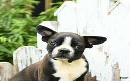 Boston Terrier dogs for sale: King - Image 2