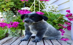Australian Cattle Dog dogs for sale: Buster - Image 5
