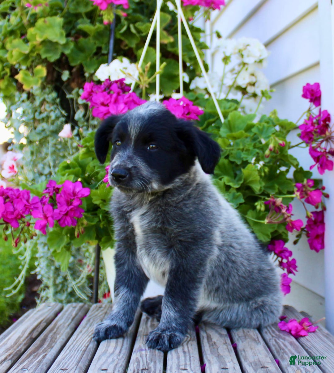 Australian Cattle Dog dogs for sale: Buster - Image 5