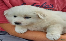 American Eskimo dogs for sale: Layla - Image 1