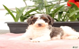 Bernedoodle dogs for sale: Truffle - Image 4