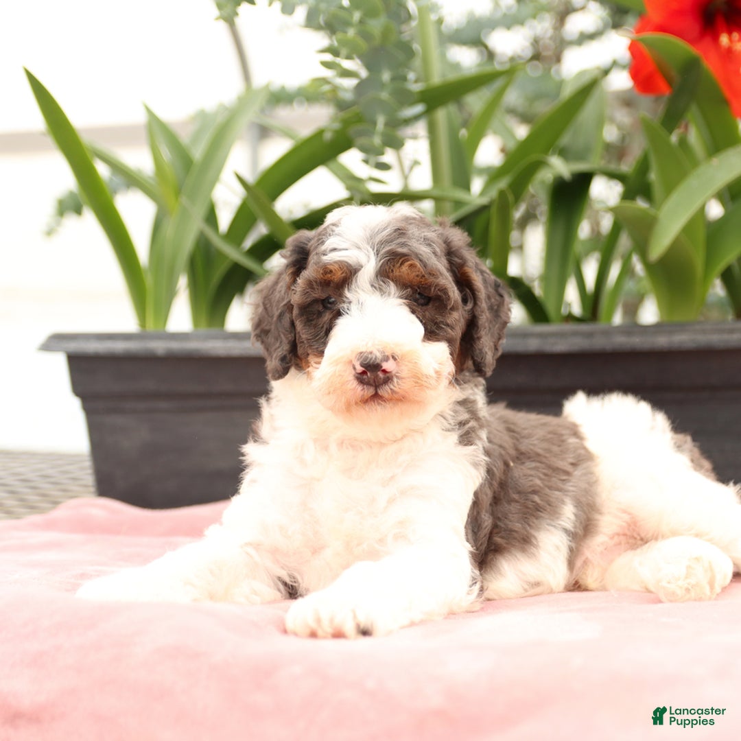 Bernedoodle dogs for sale: Truffle - Image 4