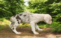 Catahoula Leopard Dog dogs for sale: Diamond 2025 F2 - Image 2