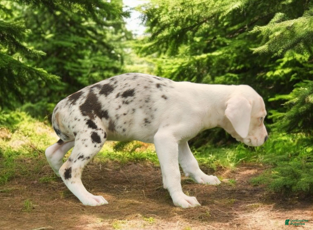 Catahoula Leopard Dog dogs for sale: Diamond 2025 F2 - Image 2