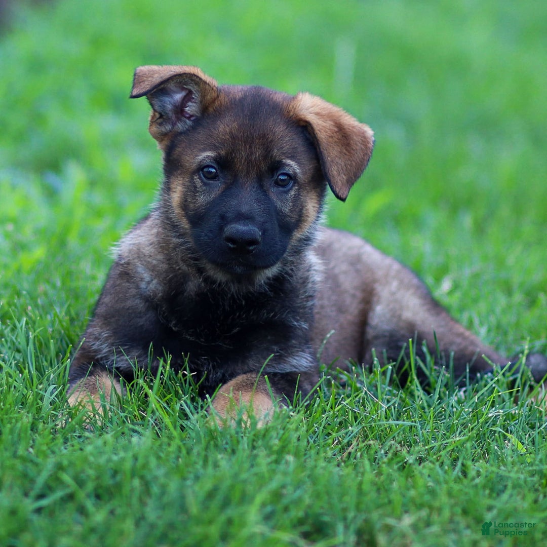 German Shepherd dogs for sale: Rolf - Image 10