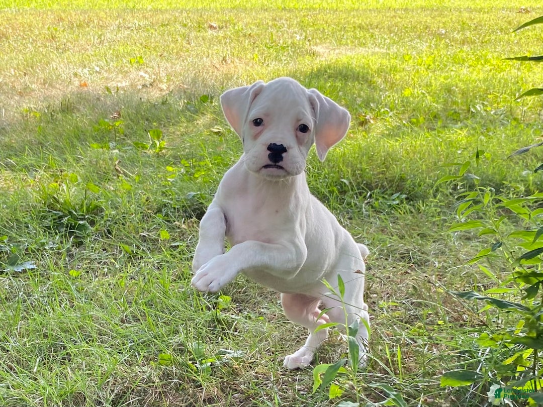 Boxer dogs for sale: Skye - Image 1