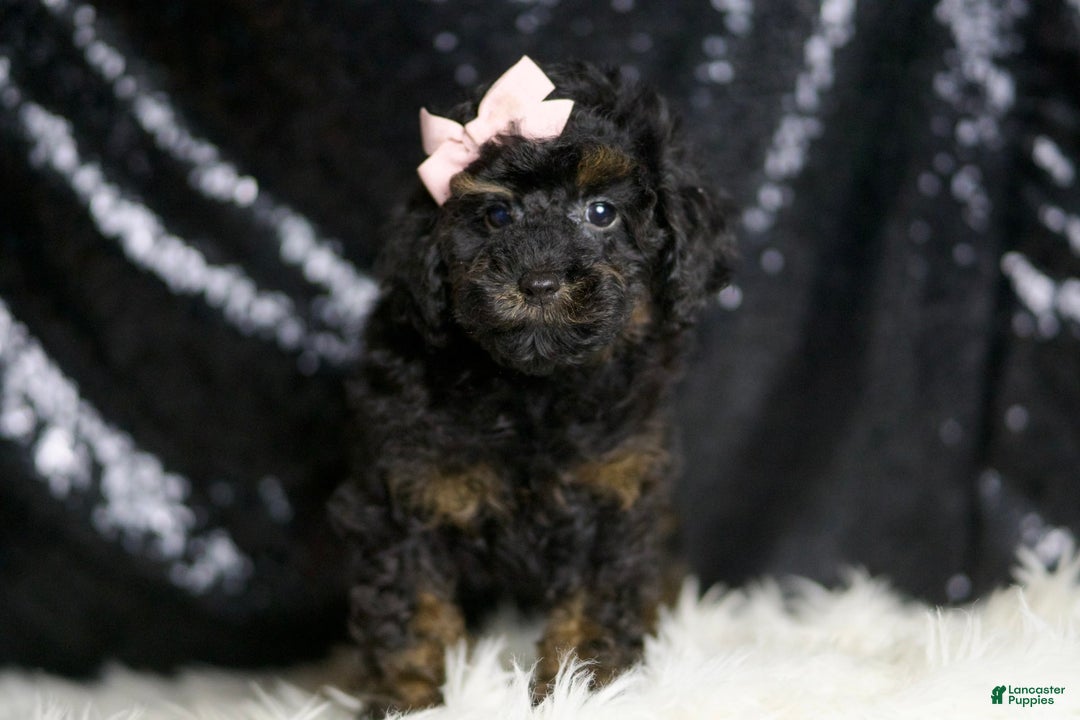 Miniature Poodle dogs for sale: Trinity - Image 2