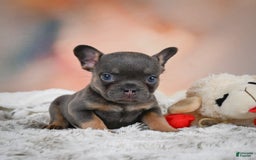 French Bulldog dogs for sale: Miles - Image 2